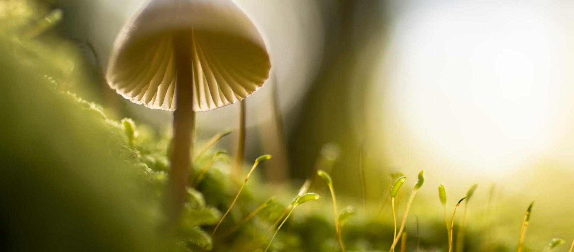 游戏技术支持辅助和游戏安全的关系