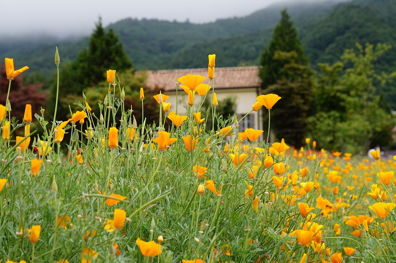 校花梦工厂:代理注册社团