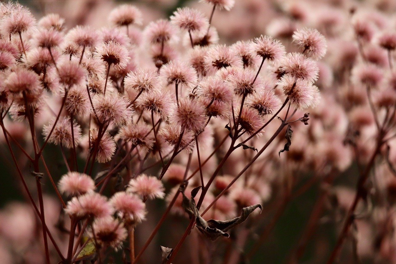 利澳国际高中招生政府购买服务平台